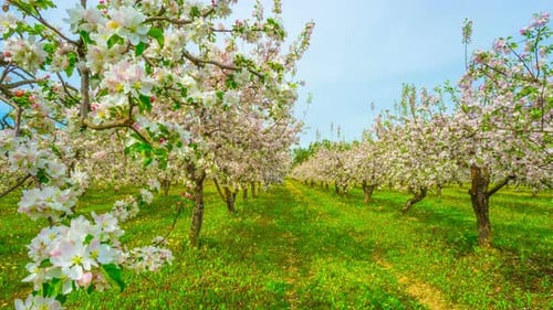 Verger de pommiers en fleurs