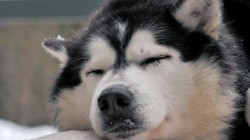 Resting Alaskan Malamute in Winter Close-Up
