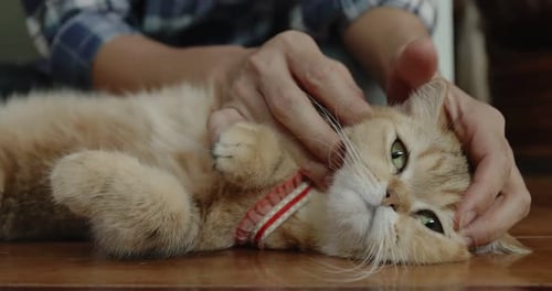 Close up hand of human playing with adorable cat.