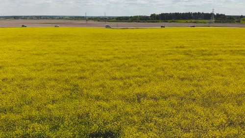 A Field of Rapeseed Next to the Highway and Passing Cars