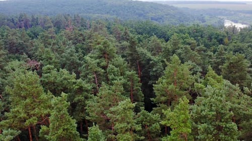 Des arbres verts vus d'en haut. Vue aérienne de la forêt au sommet des arbres