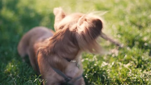 Liebenswerter lustiger Langhaar-Hund Chihuahua, der im Park mit einem Stock spielt