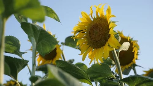 Head of sunflower Helianthus annuus swings in slow motion
