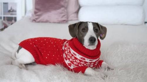 Dog Lying on Bed Wearing Red Sweater