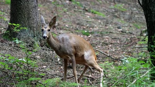 Roe deer in forest, Capreolus capreolus. Wild roe deer in nature.