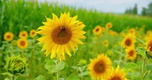 Sunflowers with Bee in a Rural Field