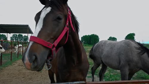 Brown Horse with Red Headstall in Rural Pasture