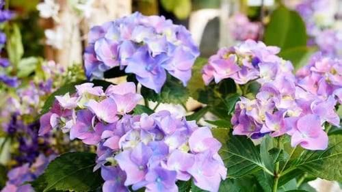Beautiful flowers in shop 4k