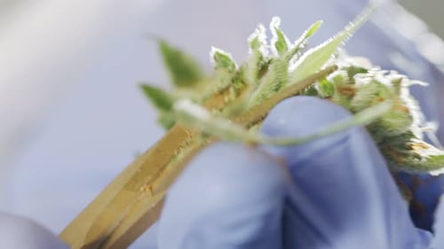 Close Up Cannabis Trimming with Gold Scissors