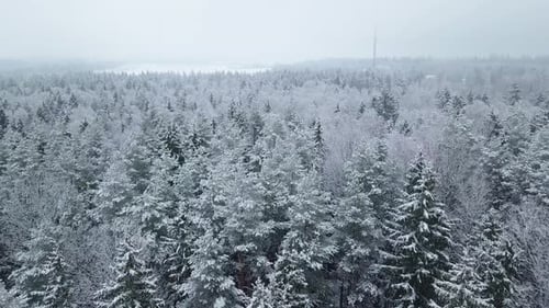 Winter forest nature snow-covered winter trees landscape view from air.