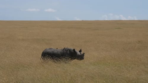Majestic Rhino Grazing Peacefully in Golden Grassland