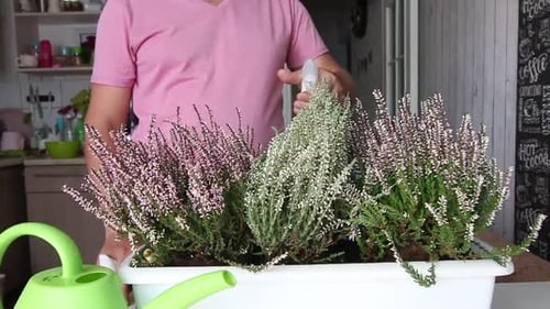 Person Tending Houseplants with Spray Bottle Indoors