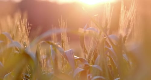 A country field sunset