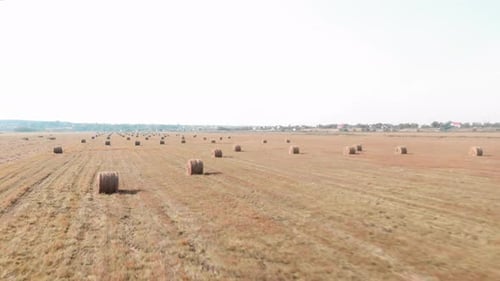 Stacks of baled hay on agriculture farm field after harvesting.