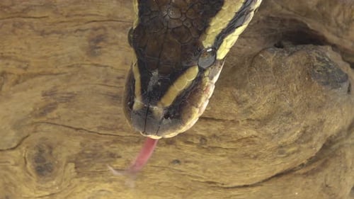 Royal Python or Python Regius on Wooden Snag in Studio Against a White Background