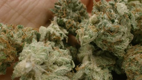 Close-Up of Green Plant on Hand