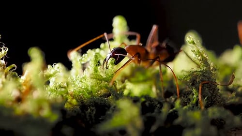 Macro Footage of Ants, Eusocial Insect. Slow Motion.