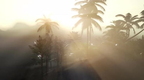 Tropical Palm Trees at Misty Sunrise with Volumetric Light