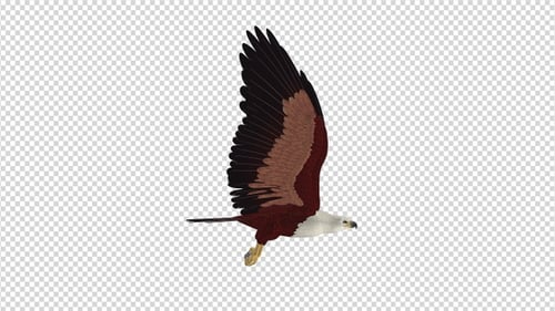 Brahminy Kite - Flying Loop en 4K - Vista lateral
