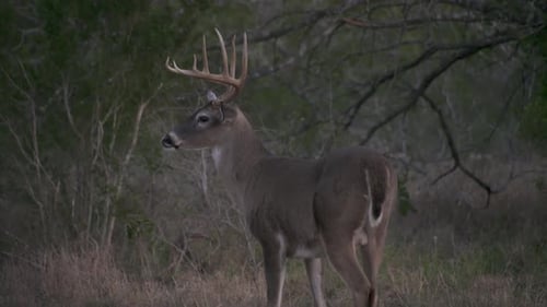 whitetail deer in texas