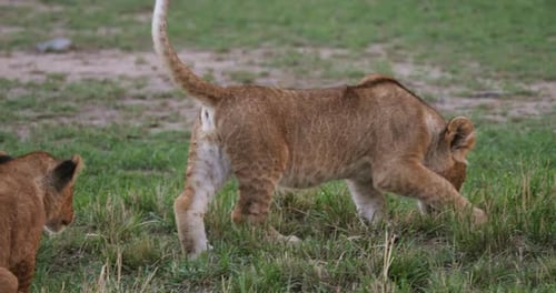 African Lion, panthera leo, Cubs playing, Masai Mara Park in Kenya, Real Time 4K