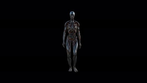 Futuristic 3D Human Anatomy Walking Cycle Animation