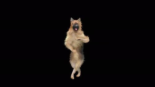 Danse pour chiens 4K