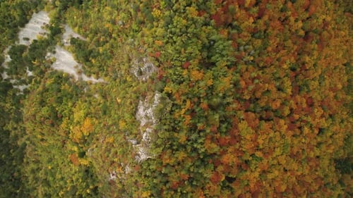 Herbstlicher Wald