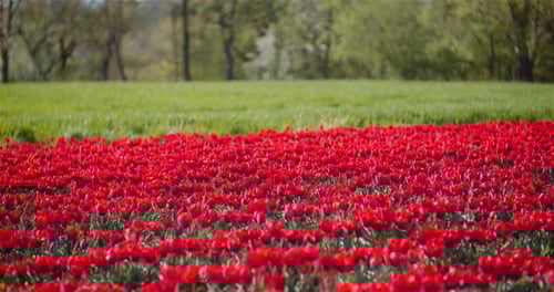 Blooming Red Tulips on Flowers Plantation Farm