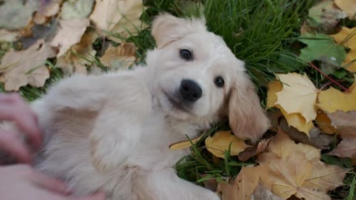 Playful Puppy Getting Belly Rub in Autumn Leaves