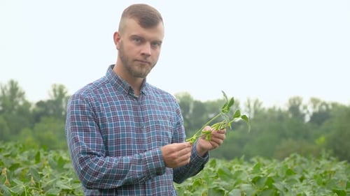 Farmer Inspecting Soybean Crop in Field