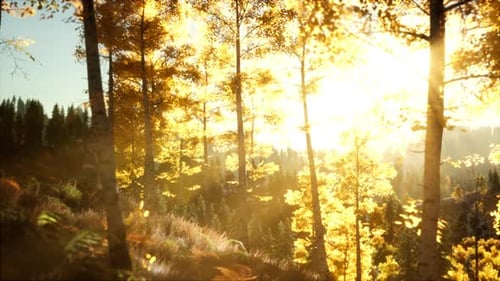 Coucher de soleil radieux dans les montagnes avec la forêt