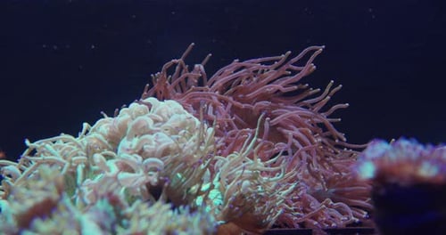 Closeup View of Soft Sea Corals in Aquarium.