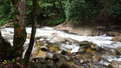 Grüner Baum und Wasserstrom bei Hutan Lipur Sungai Sedim.