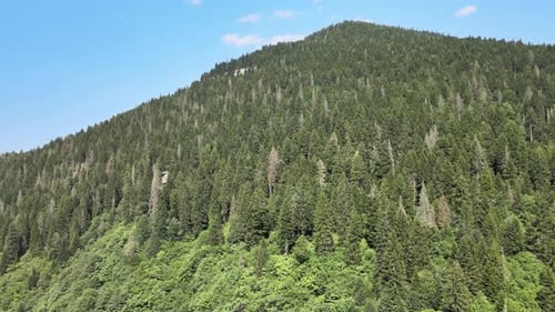 paysage forestier aérien