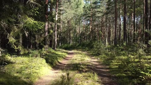 Summer In The Coniferous Forest 03