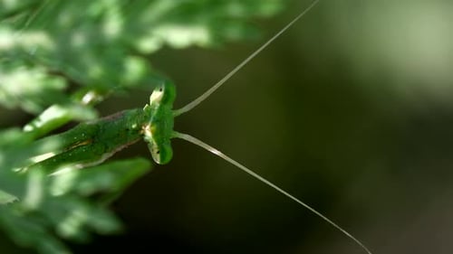 Extreme close shot of a Praying Mantis (Mantodea sp) staring at camera among the vegetation, then h