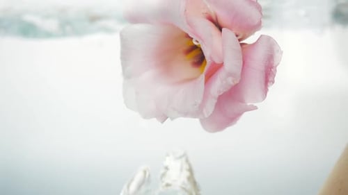 Wonderful Soft Pink Rose Immersed in Crystal Clear Water. Large Bubbles of Air Float Near the Flower