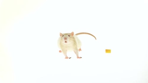 Decorative Cute Rat with Red Eyes Eating Isolated on a White Background in Studio. Close Up