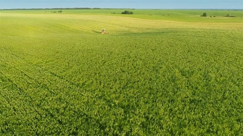 Tractor Harvesting Green Wheat Field Aerial