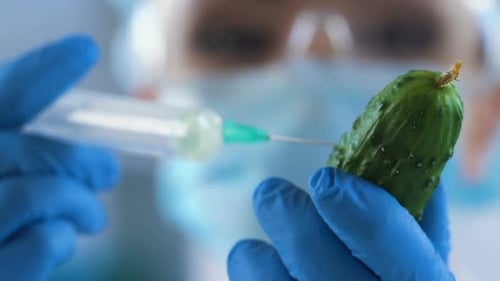 Female Scientist Injecting Cucumber With Reagent to See Genetic Modification