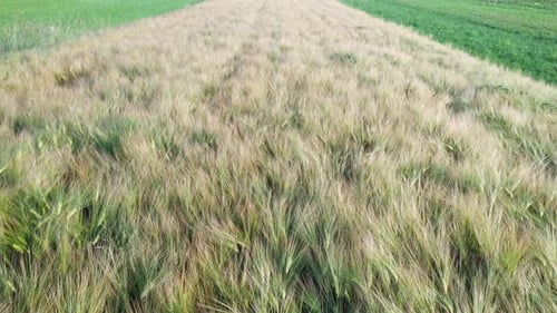 Wheat field in summer