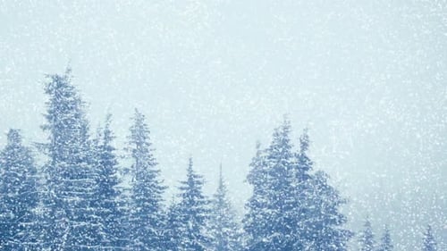 Schneefall im Winter im Wald Weicher verschneiter Weihnachtsmorgen mit fallendem Schnee