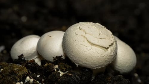 Mushrooms Growing in Soil Close Up