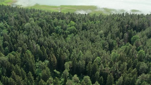 Lake & Forest Aerial