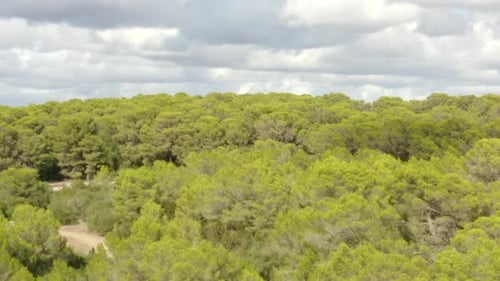 Over Light Green Jungle Forest on Tropical Island Mallorca, Spain on Sunny Day Vacation