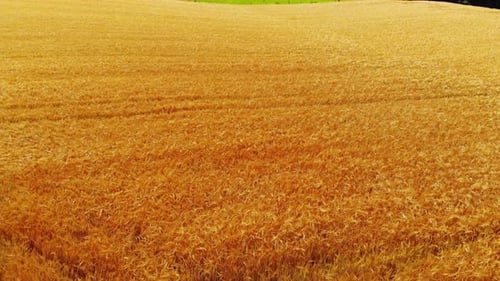 Golden Wheat Field Aerial View Under Daylight