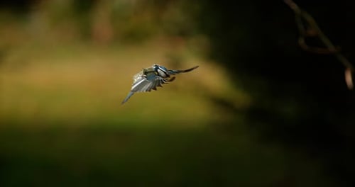 Mésange bleue, parus caeruleus, adulte en vol, Normandie, ralenti 4K