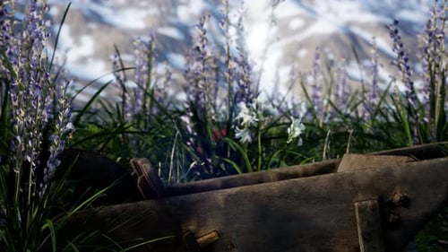 Lavender Field with Blue Sky and Mountain Cover with Snow