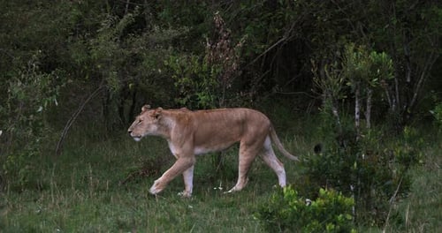 Afrikanischer Löwe, Panthera-Löwe, Mutter geht durch den Busch, Masai Mara Park in Kenia, Echtzeit 4K